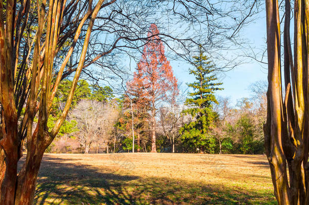 大大地林中空地和豹树采用Lullwater公园,亚特兰大,美利坚合众国