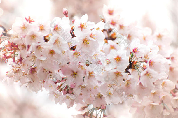 樱桃花和软的集中,樱花季节采用黑色亮漆,后座