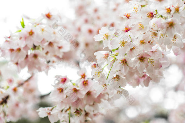 樱桃花和软的集中,<strong>樱花季</strong>节采用黑色亮漆,后座