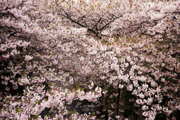 樱桃花和软的集中,<strong>樱花季</strong>节采用黑色亮漆,后座