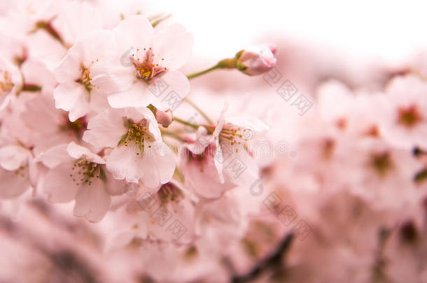 樱桃花和软的集中,樱花季节采用黑色亮漆,后座