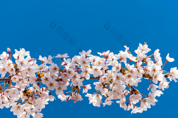 白色的樱桃花树枝特写镜头.