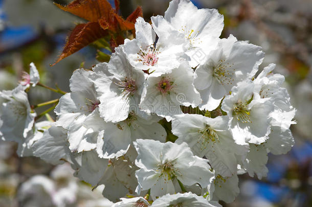 白色的樱桃花
