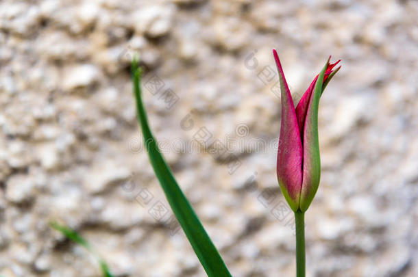 粉红色的郁金香花特写镜头