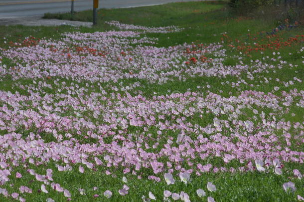 野生的花