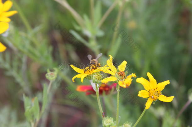 野生的花和蜜蜂