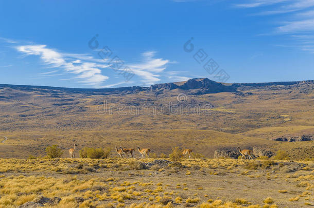 组关于牧师在P在agonia风景,阿根廷