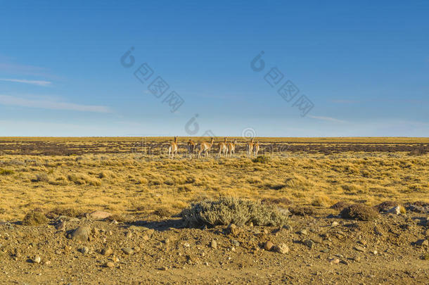 组关于牧师在P在agonia风景,阿根廷