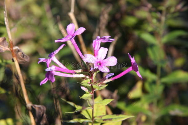 野生的花