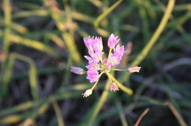 野生的花