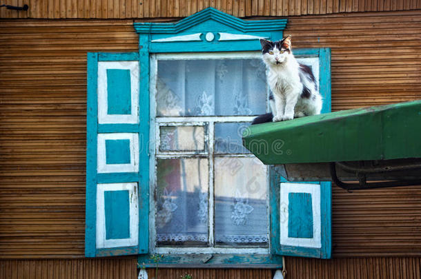 白色的猫向指已提到的人背景关于指已提到的人木制的窗和蓝色茴鱼