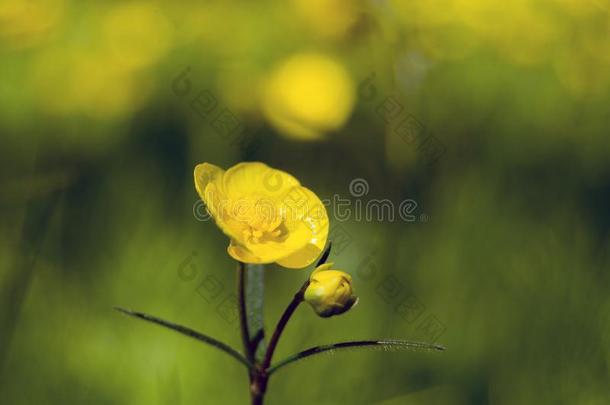 <strong>毛茛属植物</strong>