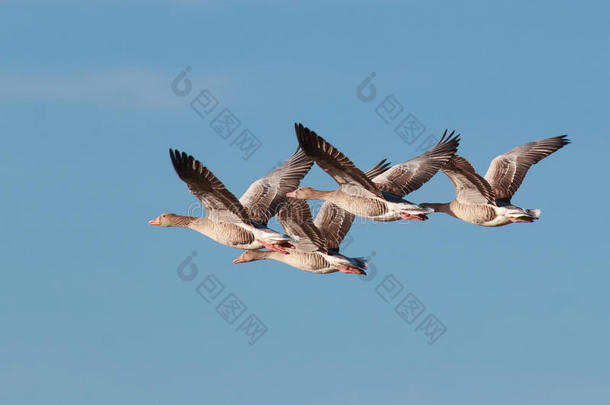灰色雁goose的复数形式采用飞行