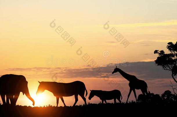 自然的游猎风景采用家畜的肺脏关于日落.混合的媒体