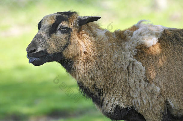 肖像关于羊向卡梅隆