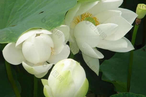 白色的莲花采用白洋淀