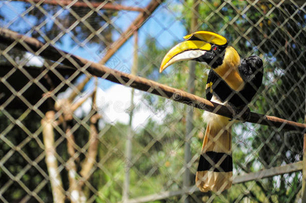 黄色的犀鸟采用笼子
