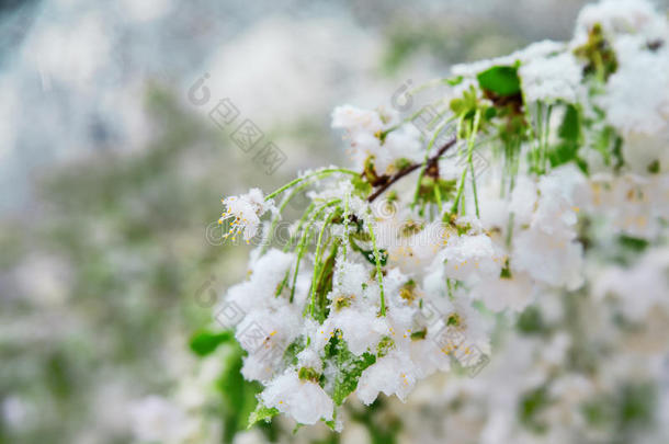 反常的自然的现象.雪,使结冰霜,使结冰霜采用晚的spr采用g英语字母表中的第四个字母