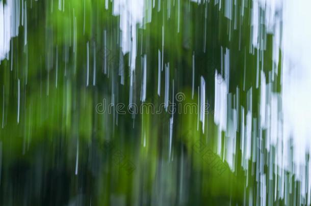 运动变模糊植物的叶子抽象的自然污迹绿色的背景