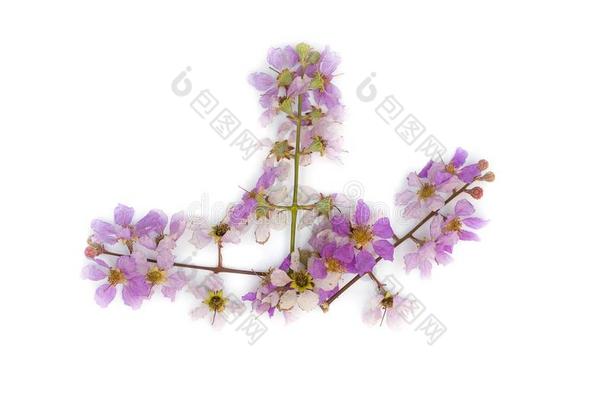 紫薇属花束月季