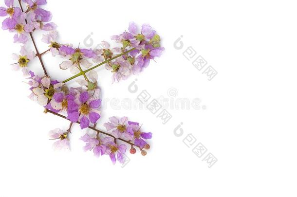 紫薇属花束月季