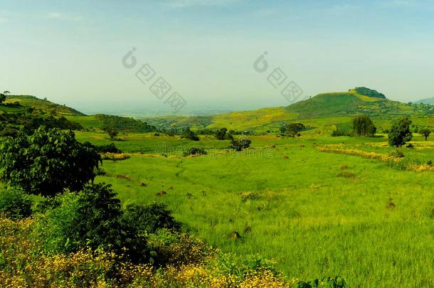 农业风景和田关于埃塞俄比亚<strong>画眉草</strong>在早晨,埃塞俄比亚