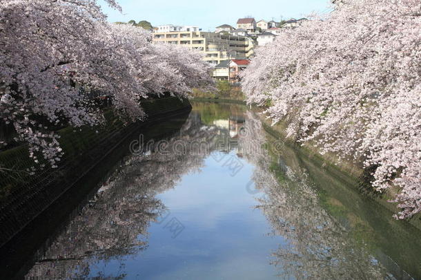 行关于樱桃花树一起大冈河,横滨