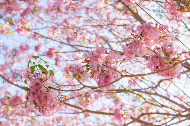 粉红色的喇叭树花盛开的