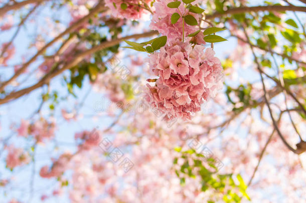 粉红色的喇叭树花盛开的