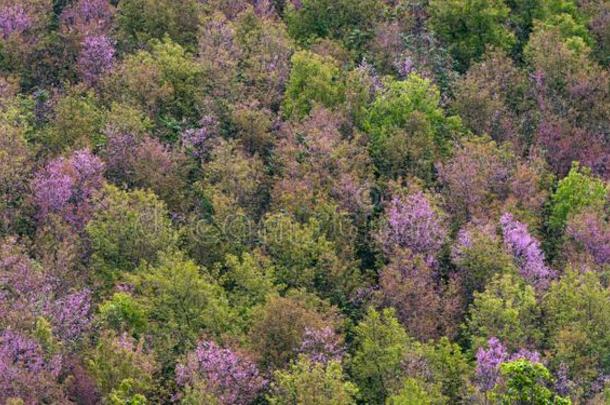 每年落叶的森林,全景画关于富有色彩的树