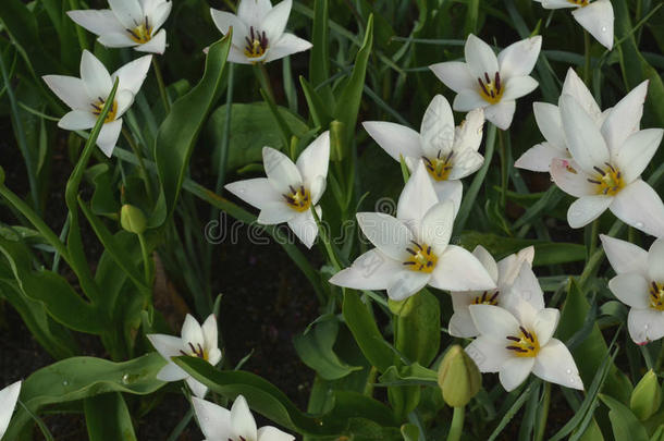 白色的百合花-开花郁金香