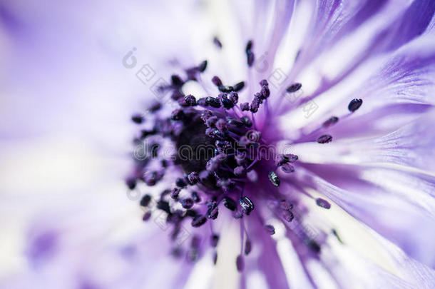 丁香花属花