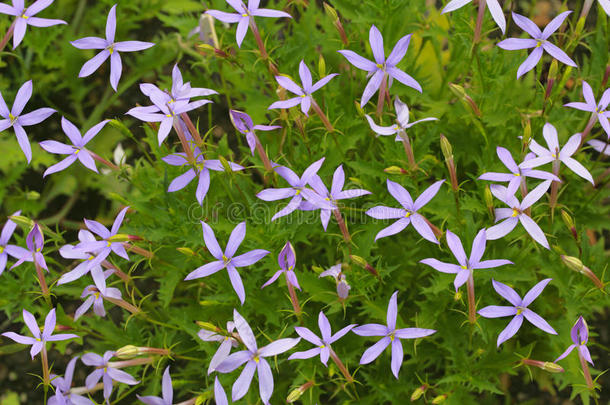 num.五花瓣紫色的花