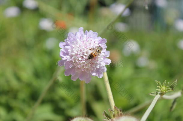 薰衣草花和蜜蜂