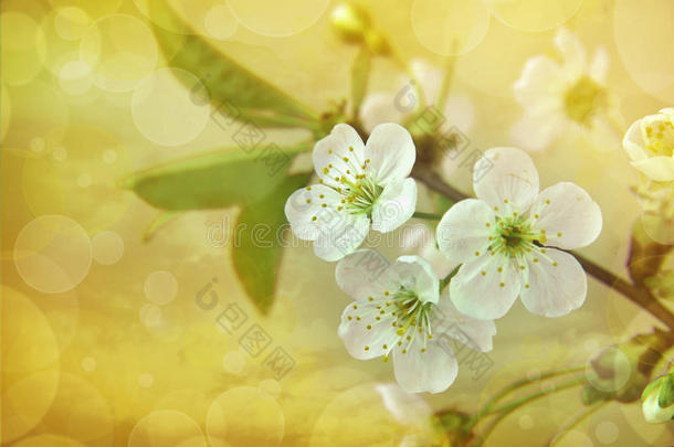 春季开花背景.花背景.春季彻里