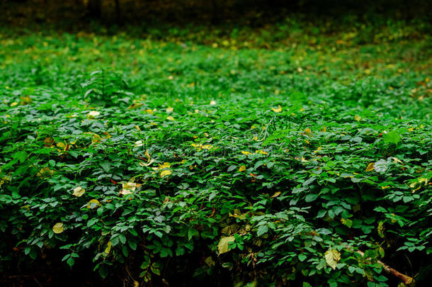 薄荷树叶背景.薄荷叶子绿色的植物和芳香的支柱