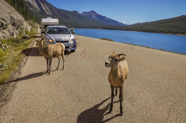 好奇的山山羊停止指已提到的人交通在医学湖