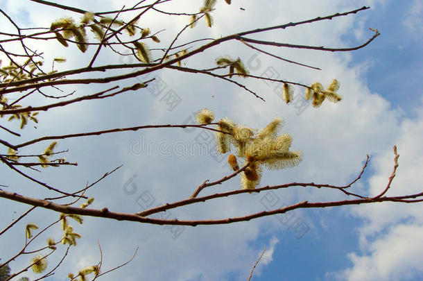 春季开花关于树