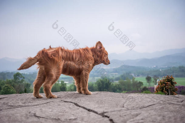 金色的寻猎物犬演奏采用指已提到的人公园