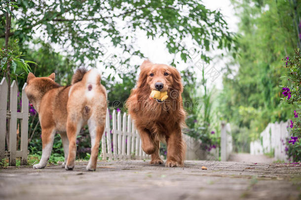 金色的寻猎物犬演奏采用指已提到的人公园