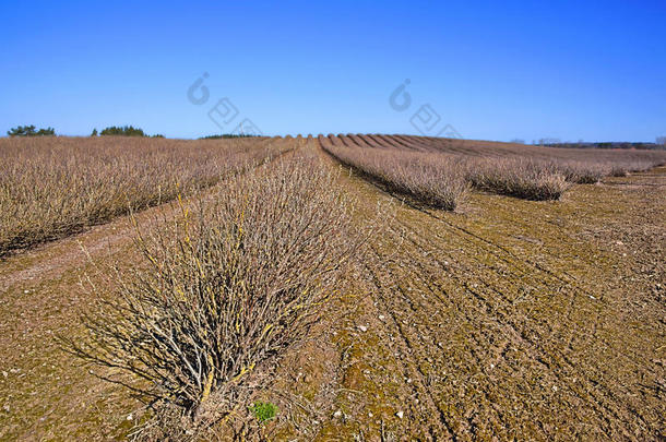 种植园关于<strong>红</strong>加仑虎耳草科酷栗属的植物<strong>红</strong>核,春季