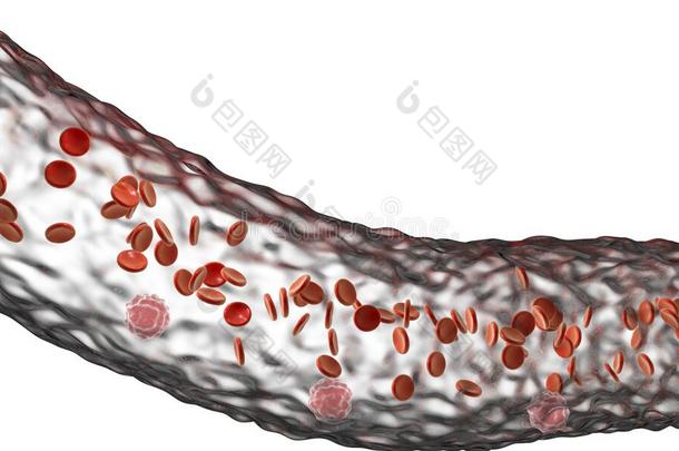 血容器和流动的血细胞