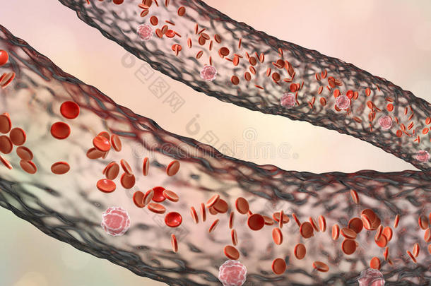 血容器和流动的血细胞