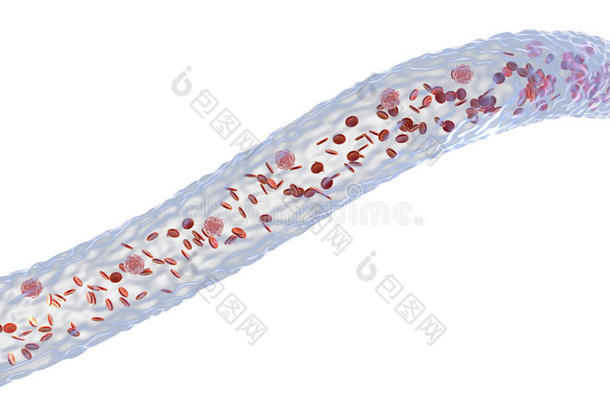 血容器和流动的血细胞