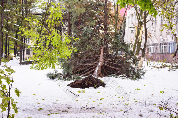 重的雪采用<strong>摩尔</strong>多瓦,看法关于大街采用城市中心