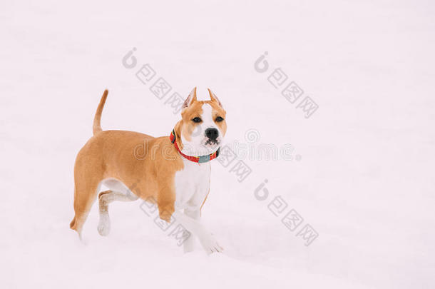 狗美国人斯塔福德郡小猎狗起立采用雪在冬是