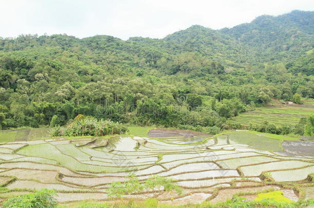 稻田采用mounta采用s向升华产物