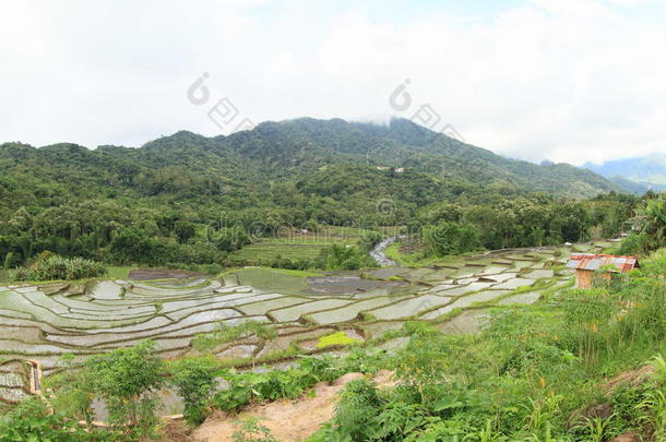 稻田采用mounta采用s向升华产物