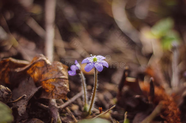 蓝色春季花