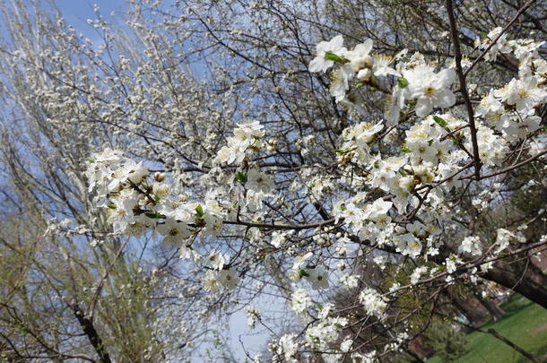 树枝关于开花樱桃树采用spr采用g